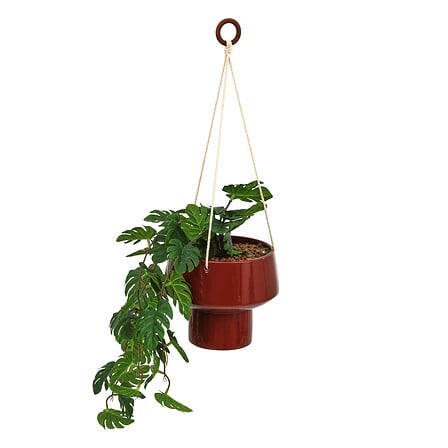 PLANTA COLGANTE HOMY