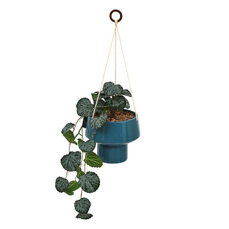 PLANTA COLGANTE HOMY