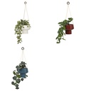 PLANTA COLGANTE HOMY