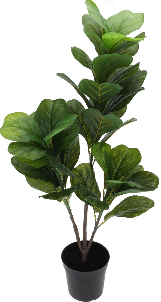 FICUS LYRATA 90CM MACETA