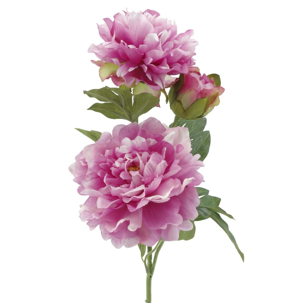 PEONIA X 3 MALVA