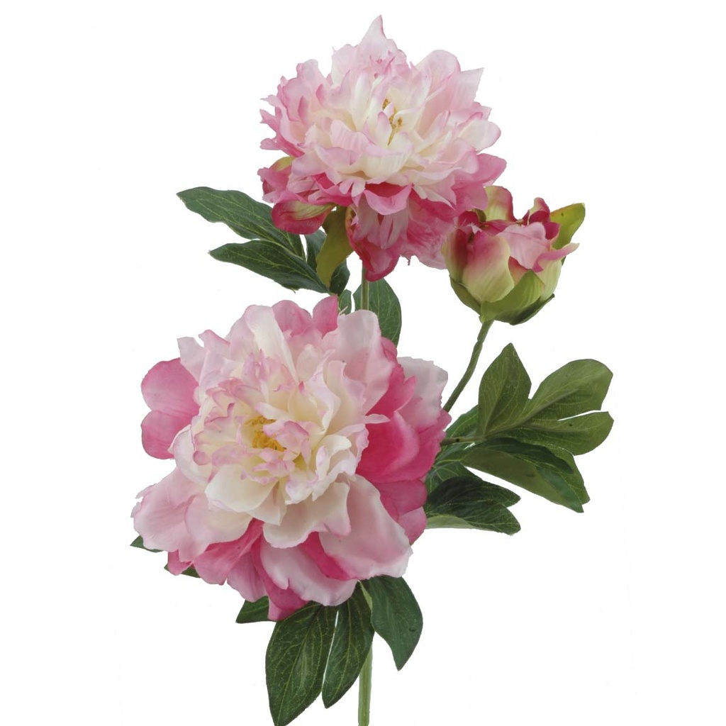 PEONIA X 3 FUCSIA
