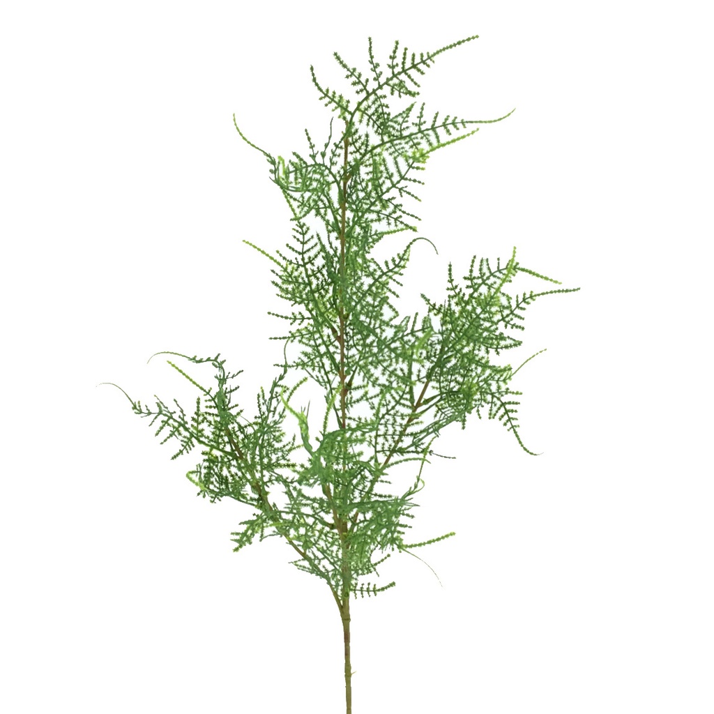 ESPARRAGUERA 80 CMS VERDE