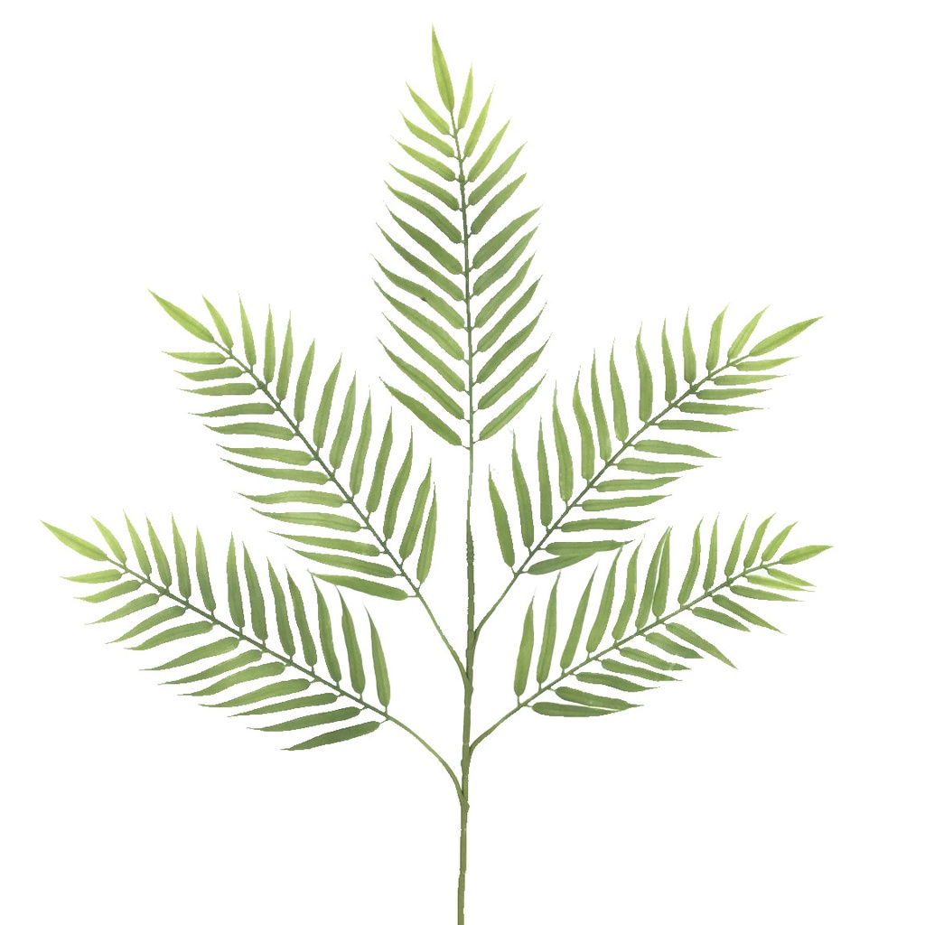Areca Palm X 5 Verde