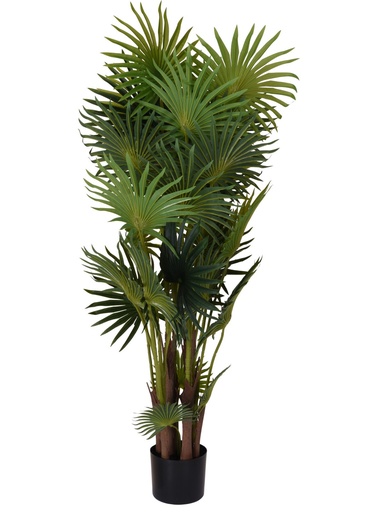 [318000770] PALMERA COSTA RICA 120CM