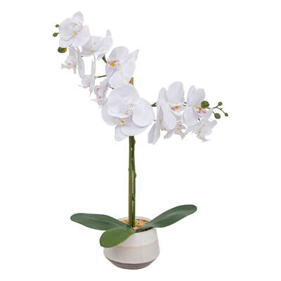 [198224JJ] ORQUÍDEA CLERA CON MACETA CERÁMICA