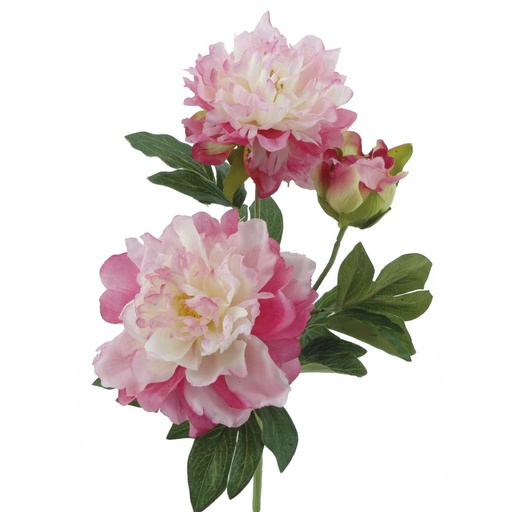 [2312-07Z] PEONIA X 3 FUCSIA