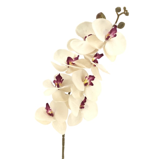 [2350-54Z] ORQUIDEA CREMA FUCSIA