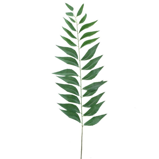[2478-09Z] ARAUCARIA 80 CMS VERDE