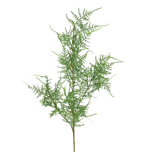 [2517-09Z] ESPARRAGUERA 80 CMS VERDE