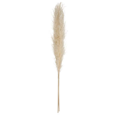 [179282JJ] PAMPA NATURAL 3 VARAS GRANDES