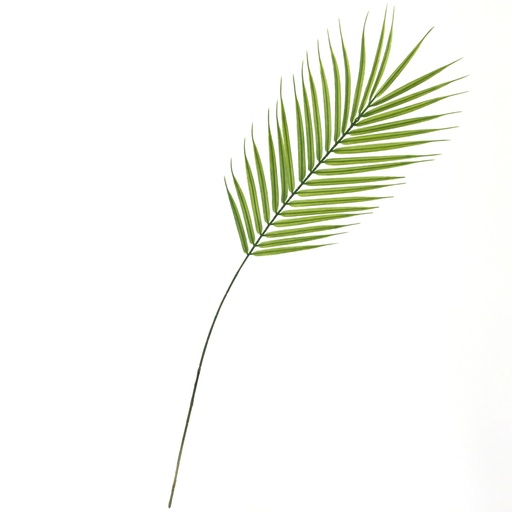 [4261-09Z] HOJA ARECA EXOTIC